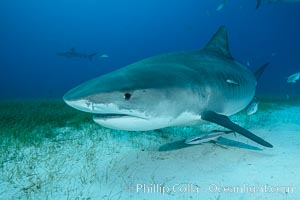 Tiger shark, Galeocerdo cuvier