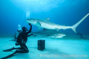 Expert hand feeds multiple tiger sharks in the Bahamas, Galeocerdo cuvier