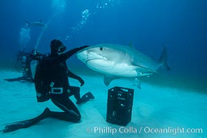 Expert hand feeds multiple tiger sharks in the Bahamas, Galeocerdo cuvier