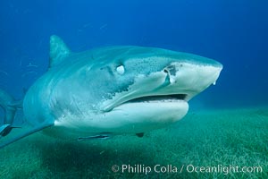 Tiger shark close up view, including nictating membrane covering the eye, nostrils and ampullae of Lorenzini, Galeocerdo cuvier