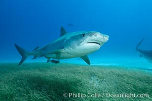 Tiger shark swimming over eel grass, Galeocerdo cuvier