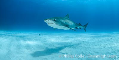 Tiger shark, Galeocerdo cuvier