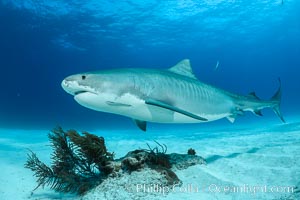 Tiger shark, Galeocerdo cuvier