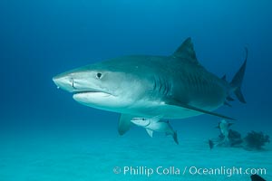 Tiger shark, Galeocerdo cuvier