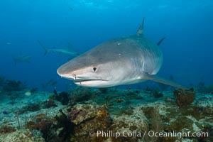 Tiger shark swimming over coral reef, Galeocerdo cuvier