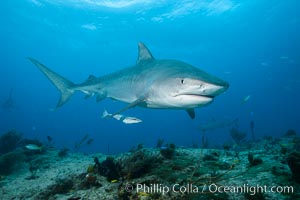 Tiger shark swimming over coral reef, Galeocerdo cuvier