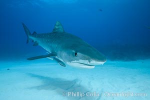 Tiger shark, Galeocerdo cuvier