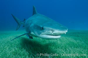 Tiger shark close up view, including nostrils and ampullae of Lorenzini, Galeocerdo cuvier