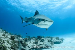 Tiger shark, Galeocerdo cuvier