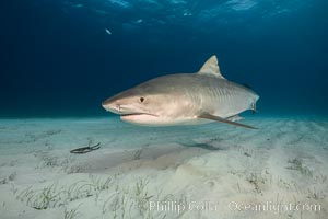 Tiger shark, Galeocerdo cuvier