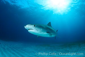 Injured tiger shark.  This young and small tiger shark shows injuries about its face, likely from bites by other sharks, Galeocerdo cuvier