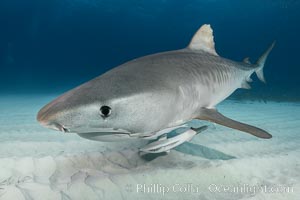 Tiger shark close up view, including nostrils and ampullae of Lorenzini, Galeocerdo cuvier