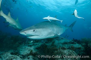 Tiger shark swimming over coral reef, Galeocerdo cuvier