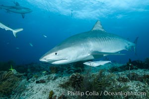 Tiger shark swimming over coral reef, Galeocerdo cuvier