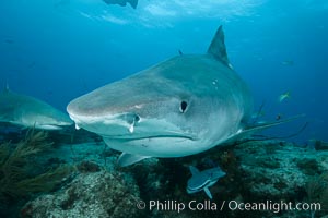 Tiger shark close up view, including nostrils and ampullae of Lorenzini, Galeocerdo cuvier