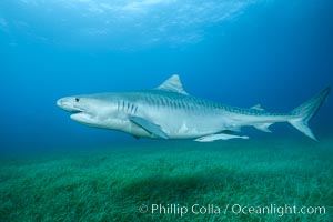 Tiger shark swimming over eel grass, Galeocerdo cuvier