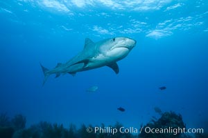 Tiger shark, Galeocerdo cuvier