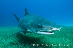 Tiger shark close up view, including nostrils and ampullae of Lorenzini, Galeocerdo cuvier