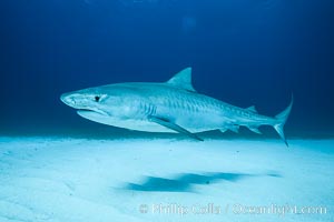 Tiger shark, Galeocerdo cuvier