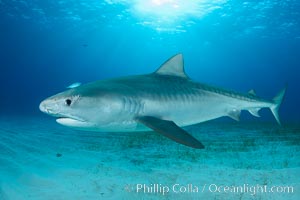 Injured tiger shark.  This young and small tiger shark shows injuries about its face, likely from bites by other sharks, Galeocerdo cuvier