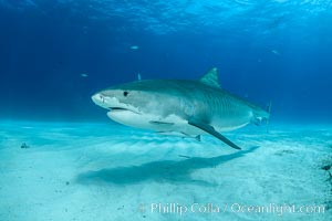 Tiger shark, Galeocerdo cuvier