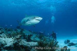 Tiger shark swimming over coral reef, Galeocerdo cuvier