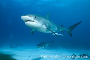 Tiger shark, Galeocerdo cuvier