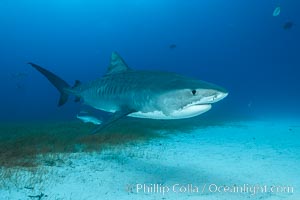 Tiger shark, Galeocerdo cuvier