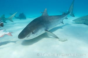 Tiger shark, Galeocerdo cuvier