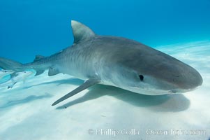 Tiger shark, Galeocerdo cuvier