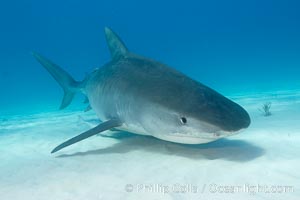 Tiger shark, Galeocerdo cuvier