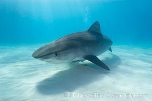 Tiger shark, Galeocerdo cuvier