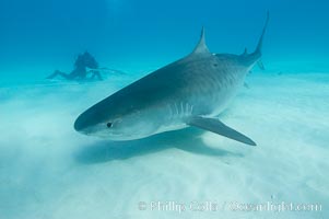 Tiger shark, Galeocerdo cuvier