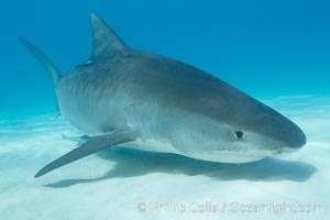 Tiger shark, Galeocerdo cuvier