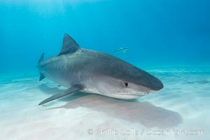 Tiger shark, Galeocerdo cuvier