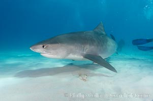 Tiger shark, Galeocerdo cuvier