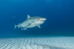 Panorama of large Tiger shark over white sand, Galeocerdo cuvier