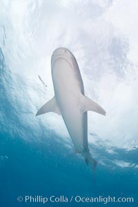 Tiger shark, Galeocerdo cuvier, Bahamas.