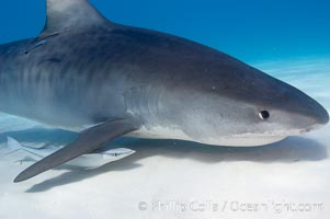 Tiger shark, Galeocerdo cuvier