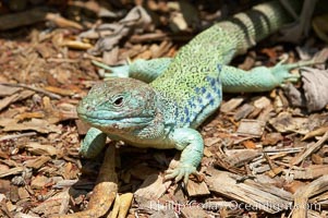 Ocellated lizard, Timon lepidus