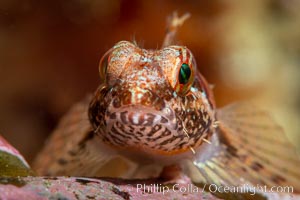 Tiny fish, unidentified, Browning Pass, Vancouver Island