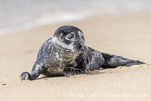 A small harbor seal pup only a few hours old, resting on a sand beach in San Diego between episodes of nursing on its mother.  Over 50 harbor seal pups were born in La Jolla during the 2023 birthing season, Phoca vitulina richardsi