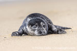 A small harbor seal pup only a few hours old, explores a sand beach in San Diego, Phoca vitulina richardsi, La Jolla, California