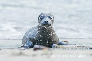 A small harbor seal pup only a few hours old, resting on a sand beach in San Diego between episodes of nursing on its mother, Phoca vitulina richardsi