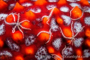 Minute starfish (sea star) living on larger starfish, Sea of Cortez, Mexico, Isla San Diego, Baja California