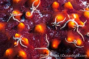 Minute starfish (sea star) living on larger starfish, Sea of Cortez, Mexico, Isla San Diego, Baja California