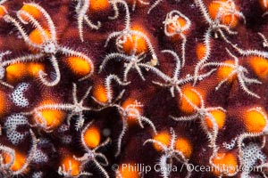 Minute starfish (sea star) living on larger starfish, Sea of Cortez, Mexico, Isla San Diego, Baja California