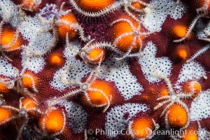 Minute starfish (sea star) living on larger starfish, Sea of Cortez, Mexico, Isla San Diego, Baja California