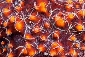 Minute starfish (sea star) living on larger starfish, Sea of Cortez, Mexico, Isla San Diego, Baja California