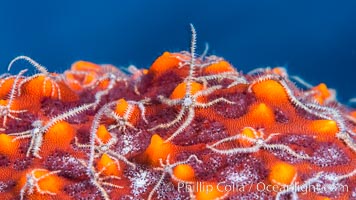 Minute starfish (sea star) living on larger starfish, Sea of Cortez, Mexico, Isla San Diego, Baja California